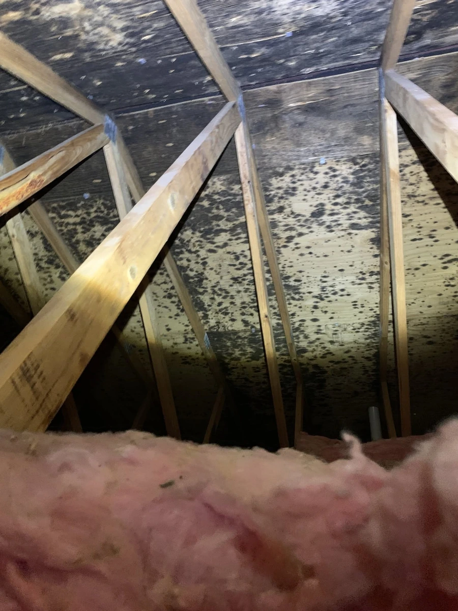 Technician assessing an attic before mold removal