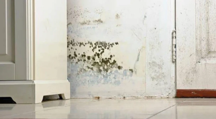 Basement wall showing mold before remediation