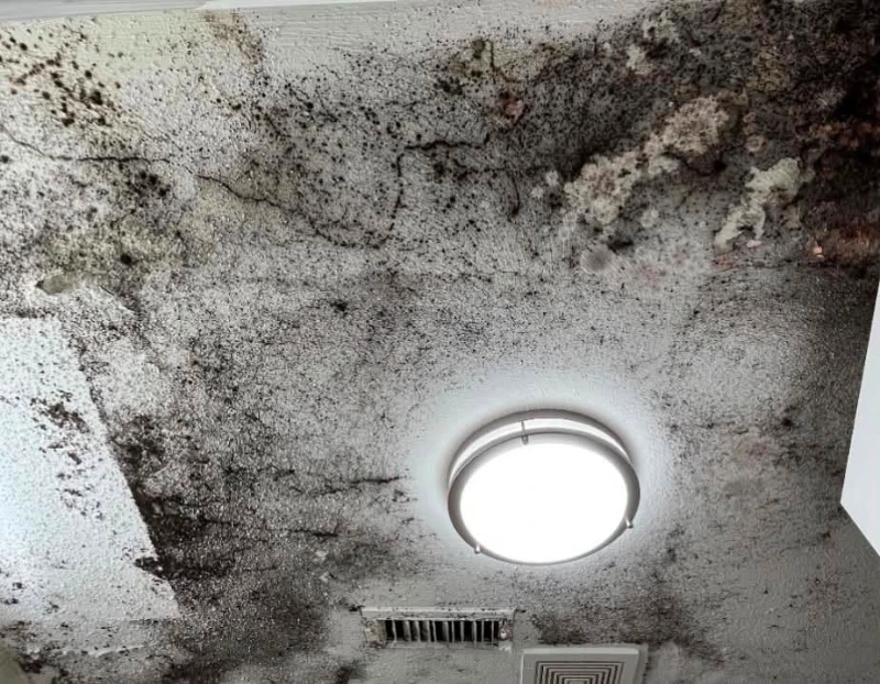 Dark mold growth along a baseboard and drywall corner in a home