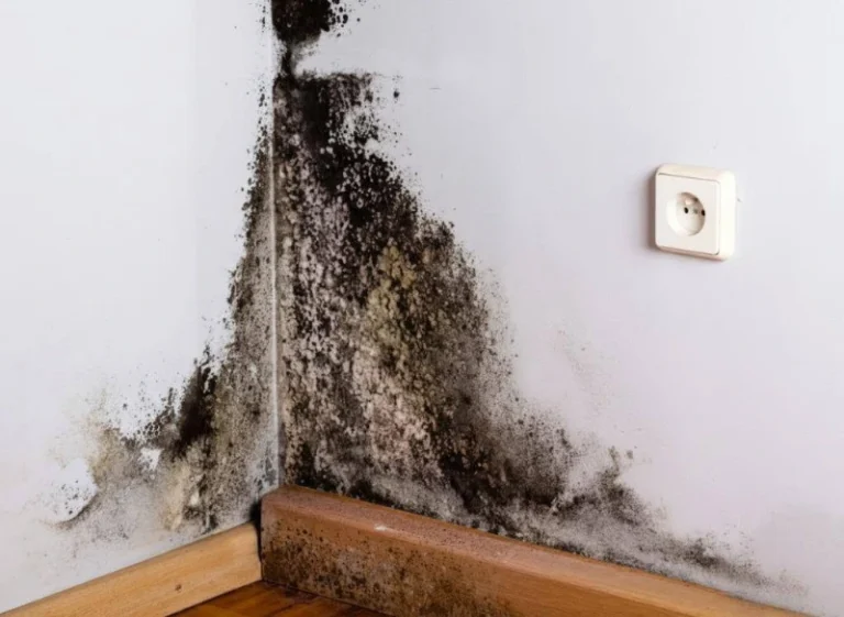 Dark mold growth along a baseboard and drywall corner
