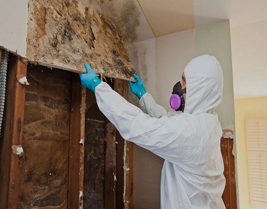 Technician removing contaminated attic insulation