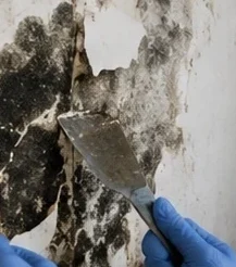 Black mold removal in a Clarksville home