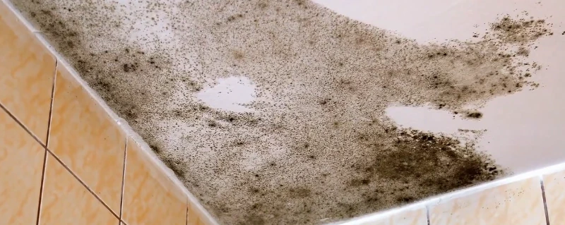 Basement moisture and mold risk in an older Louisville, KY home