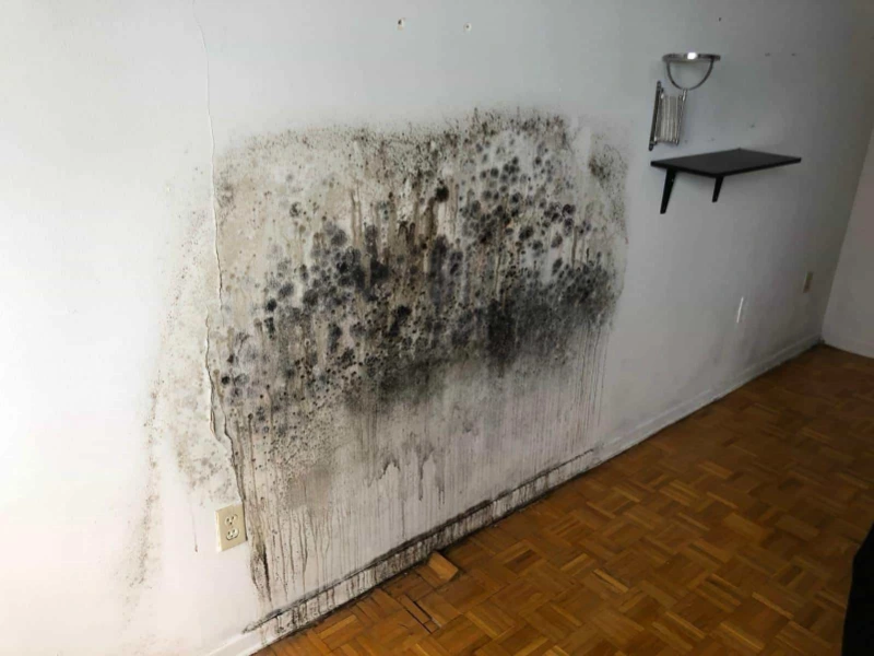Multi-tenant building common area showing mold before remediation