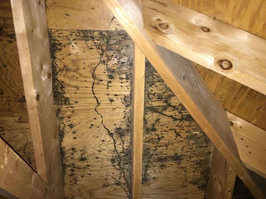 Attic roof decking showing mold before removal